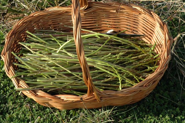 Asparagus acutifolius / Asparago pungente